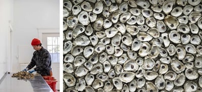 A worker sorting oysters at the Duxbury Sea Farm facility and Duxbury oysters